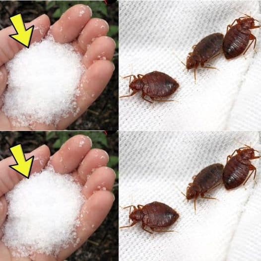 Goodbye To Bedbugs In The Garden, Other Than Chemical Insecticides: