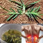 Eleusine Indica (goosegrass) A Natural Ally For Kidney Health