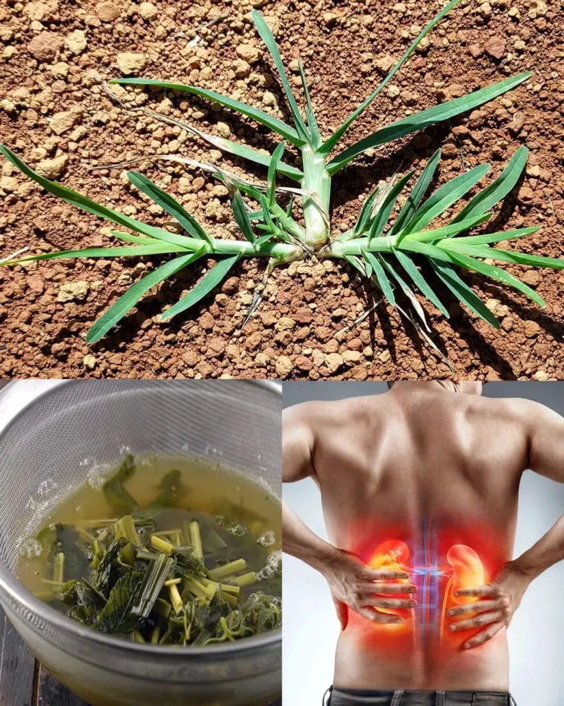 Eleusine Indica (goosegrass) A Natural Ally For Kidney Health