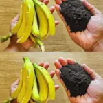 Transform Banana Peels And Coffee Grounds Into Powerful Homemade Fertilizer