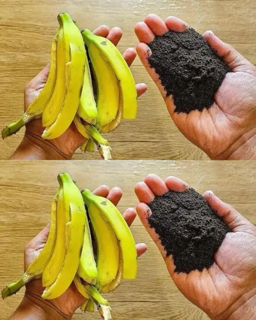 Transform Banana Peels And Coffee Grounds Into Powerful Homemade Fertilizer