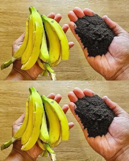 Transform Banana Peels And Coffee Grounds Into Powerful Homemade Fertilizer