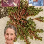 Image 2025 11 10 173902731