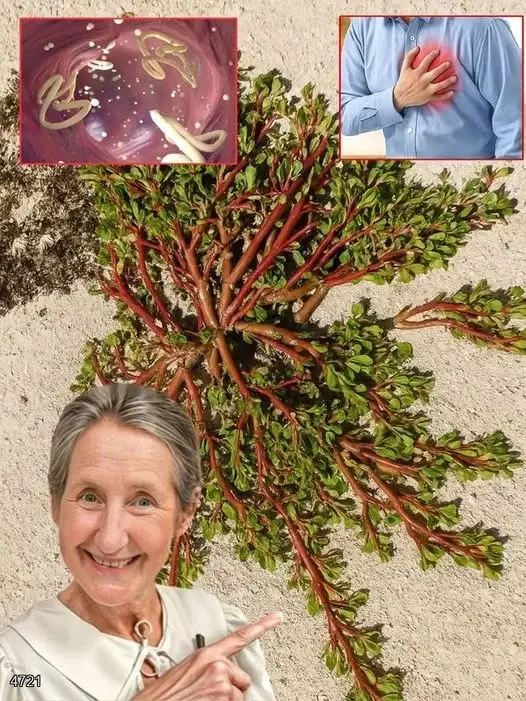 Image 2025 11 10 173902731