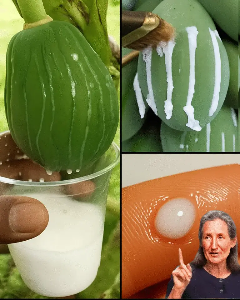 Image 2025 11 23 074735208