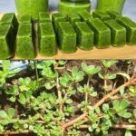 Image 2026 01 02 183912290